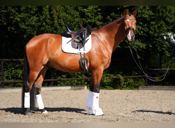 Holstein, Castrone, 4 Anni, 174 cm, Baio