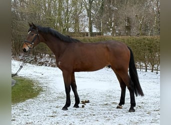 Holstein, Castrone, 4 Anni, 175 cm, Baio