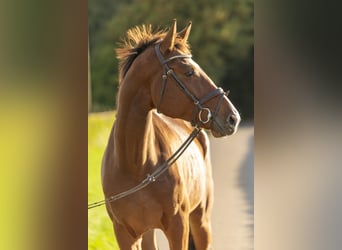 Holstein, Castrone, 4 Anni, 175 cm, Baio