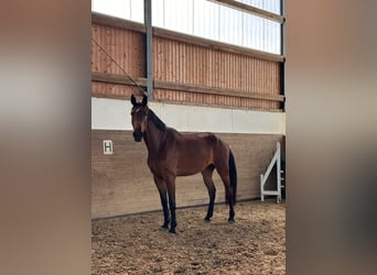 Holstein, Castrone, 4 Anni, 175 cm, Baio