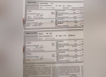 Holstein, Castrone, 4 Anni, 180 cm, Baio