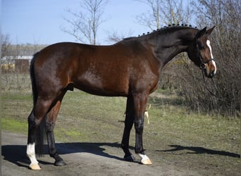 Holstein, Castrone, 4 Anni, 180 cm, Baio