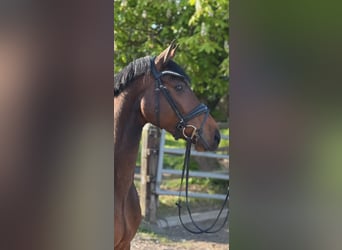 Holstein, Castrone, 4 Anni