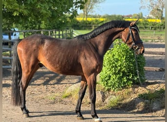 Holstein, Castrone, 4 Anni
