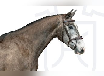 Holstein, Castrone, 4 Anni, Grigio