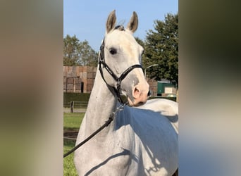 Holstein, Castrone, 5 Anni, 158 cm, Grigio pezzato