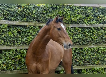 Holstein, Castrone, 5 Anni, 162 cm, Baio