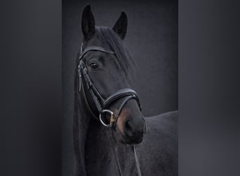 Holstein, Castrone, 5 Anni, 165 cm, Baio nero