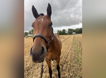 Holstein, Castrone, 5 Anni, 165 cm, Baio scuro