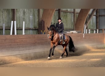 Holstein, Castrone, 5 Anni, 165 cm