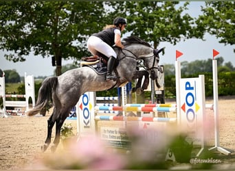 Holstein, Castrone, 5 Anni, 165 cm, Grigio