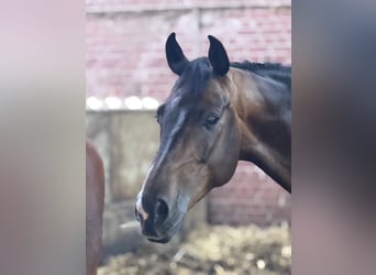 Holstein, Castrone, 5 Anni, 166 cm, Baio
