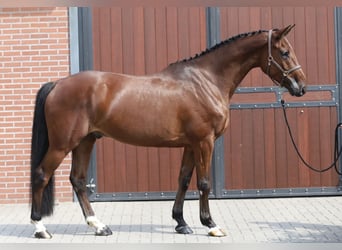 Holstein, Castrone, 5 Anni, 166 cm, Baio
