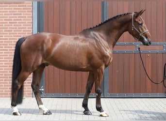 Holstein, Castrone, 5 Anni, 166 cm, Baio
