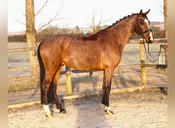 Holstein, Castrone, 5 Anni, 166 cm, Baio scuro