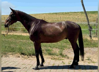 Holstein, Castrone, 5 Anni, 166 cm, Può diventare grigio