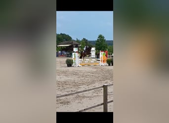 Holstein, Castrone, 5 Anni, 167 cm, Baio