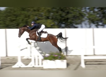 Holstein, Castrone, 5 Anni, 167 cm, Baio
