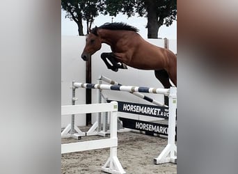 Holstein, Castrone, 5 Anni, 167 cm, Baio ciliegia