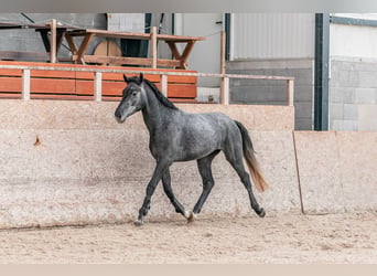 Holstein, Castrone, 5 Anni, 167 cm, Grigio