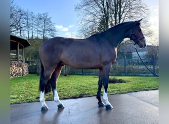 Holstein, Castrone, 5 Anni, 168 cm, Baio