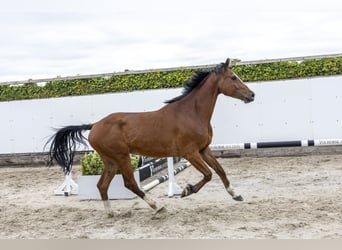 Holstein, Castrone, 5 Anni, 168 cm, Baio