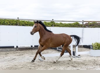 Holstein, Castrone, 5 Anni, 168 cm, Baio