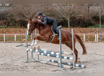 Holstein, Castrone, 5 Anni, 168 cm, Baio ciliegia
