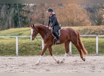 Holstein, Castrone, 5 Anni, 168 cm, Baio ciliegia