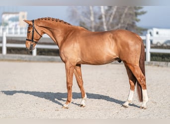 Holstein, Castrone, 5 Anni, 168 cm, Sauro scuro