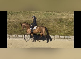 Holstein, Castrone, 5 Anni, 169 cm, Baio chiaro