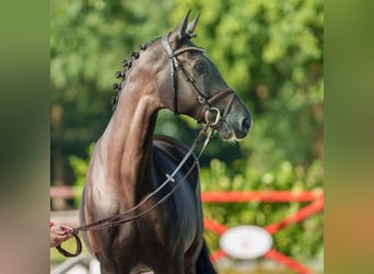 Holstein, Castrone, 5 Anni, 170 cm, Baio nero