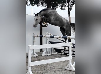 Holstein, Castrone, 5 Anni, 170 cm, Grigio