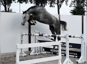 Holstein, Castrone, 5 Anni, 170 cm, Grigio