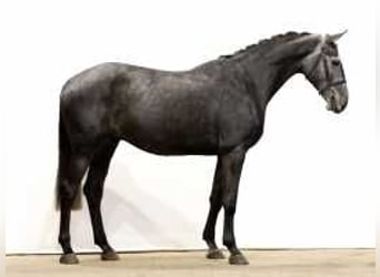 Holstein, Castrone, 5 Anni, 170 cm, Grigio ferro