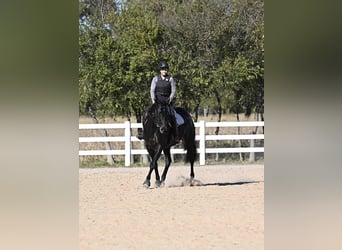 Holstein, Castrone, 5 Anni, 170 cm, Morello