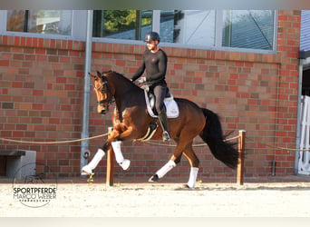 Holstein, Castrone, 5 Anni, 172 cm, Baio