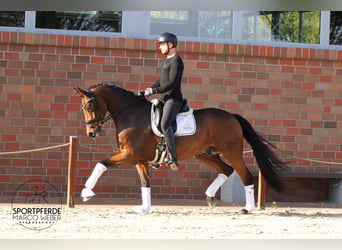 Holstein, Castrone, 5 Anni, 172 cm, Baio