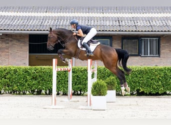 Holstein, Castrone, 5 Anni, 172 cm, Baio