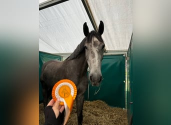 Holstein, Castrone, 5 Anni, 173 cm, Grigio