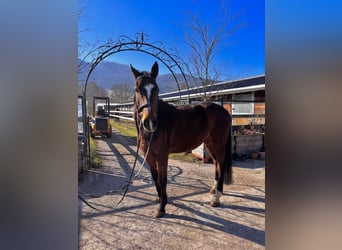 Holstein, Castrone, 5 Anni, 174 cm, Baio