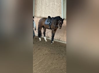 Holstein, Castrone, 5 Anni, 175 cm, Baio