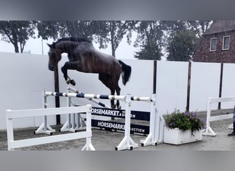Holstein, Castrone, 5 Anni, 175 cm, Baio