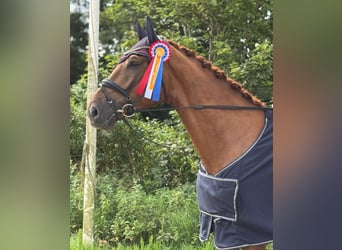 Holstein, Castrone, 5 Anni, 175 cm, Sauro