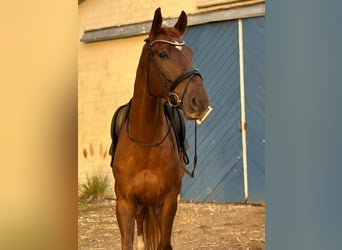 Holstein, Castrone, 5 Anni, 175 cm, Sauro