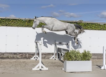 Holstein, Castrone, 6 Anni, 161 cm, Grigio
