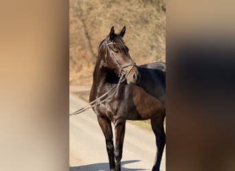 Holstein, Castrone, 6 Anni, 162 cm, Baio