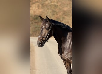 Holstein, Castrone, 6 Anni, 162 cm, Baio