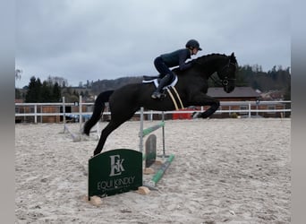 Holstein, Castrone, 6 Anni, 163 cm, Morello