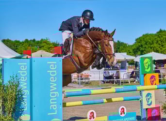 Holstein, Castrone, 6 Anni, 165 cm, Baio